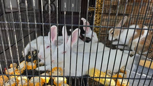 Breeders rabbits for sale