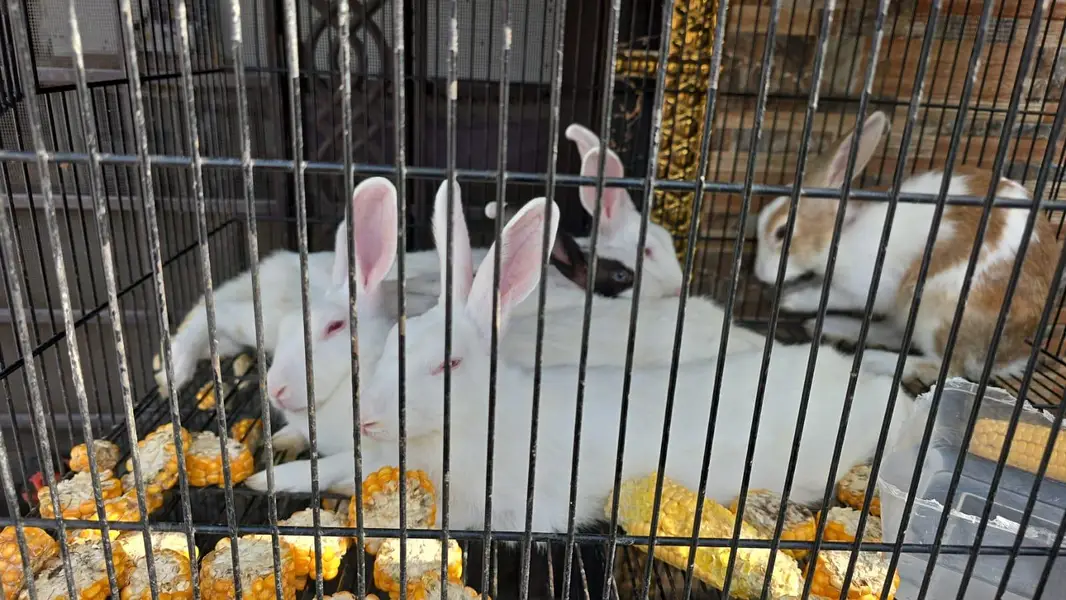 Breeders rabbits for sale — photo 2