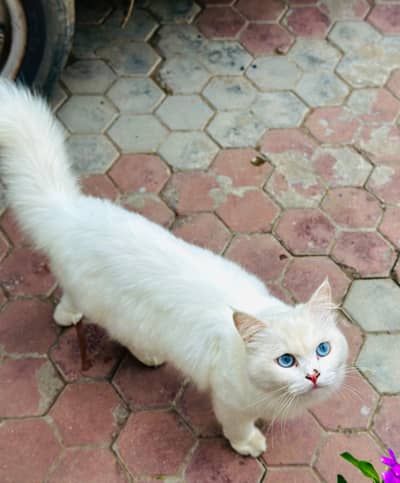 persian cat