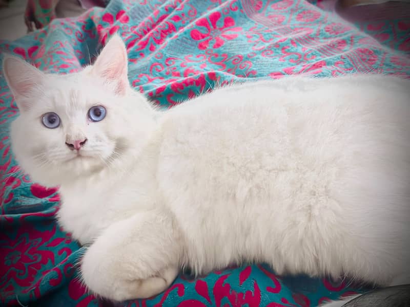 persian cat 1