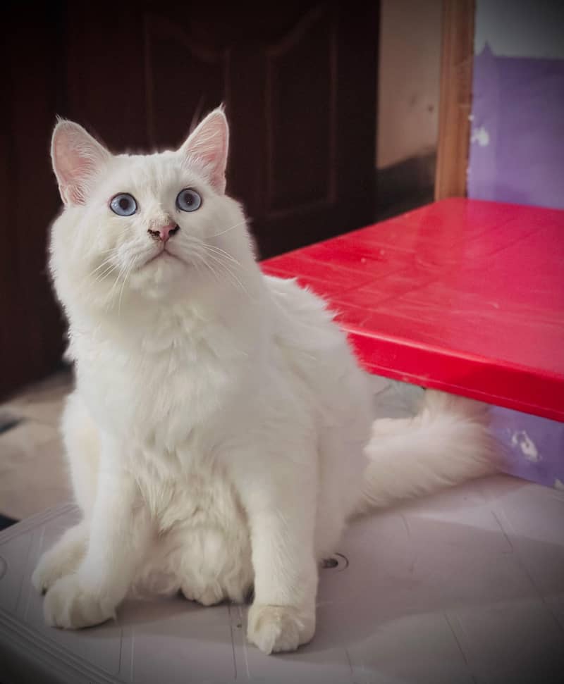 persian cat 2