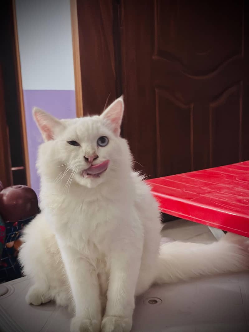 persian cat 4