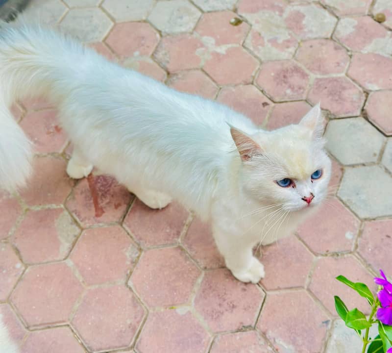 persian cat 5