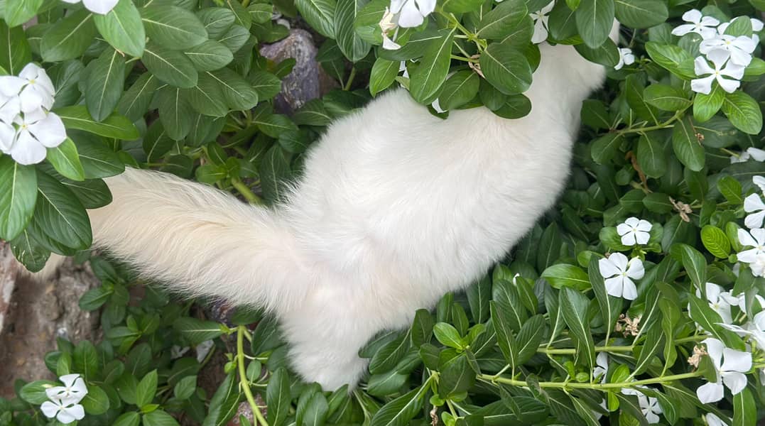 persian cat 6