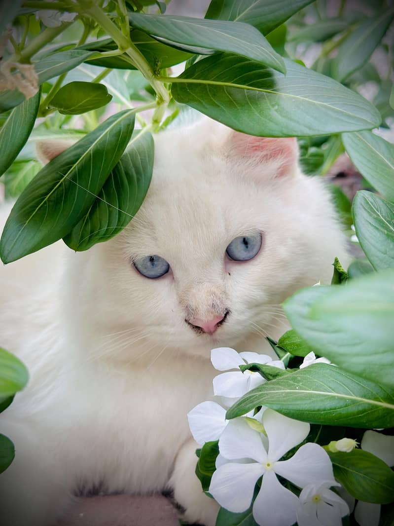 persian cat 7