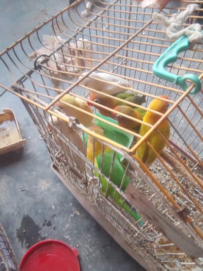 love birds