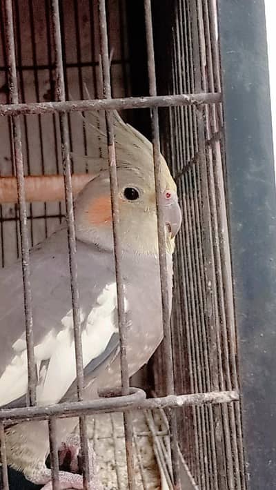 beautiful parrots for children