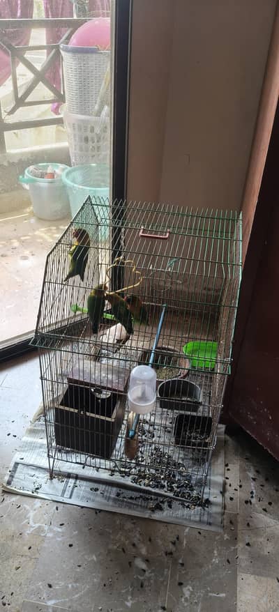 black cheek finches pair and 2 offsprings