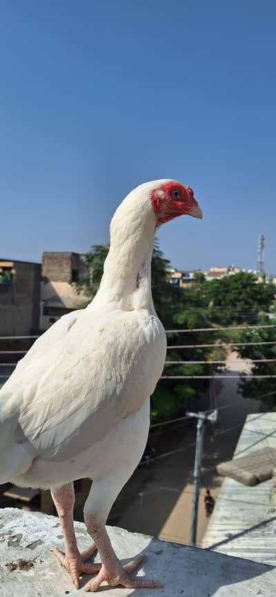 Aseel Heera paper white Madi