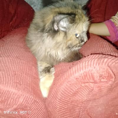 The beautiful Persian cat for sale