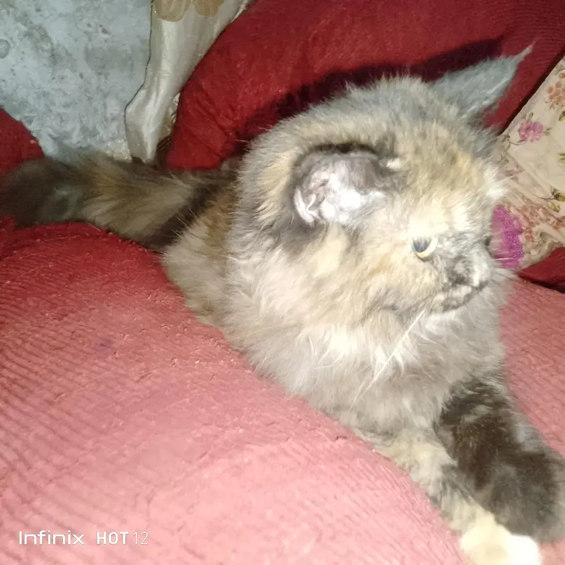 The beautiful Persian cat for sale — photo 2