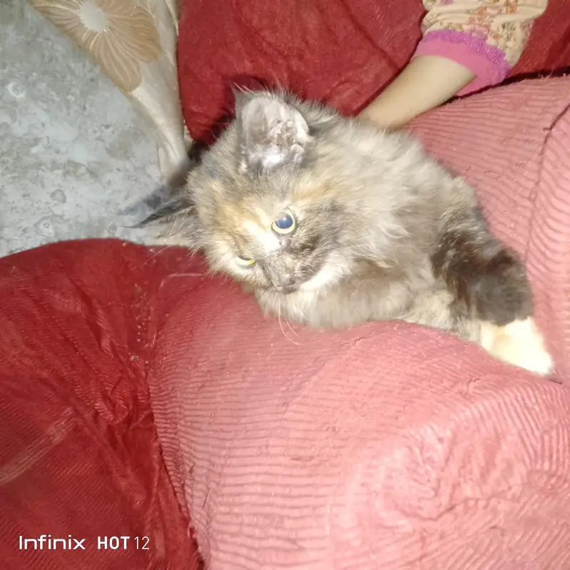 The beautiful Persian cat for sale — photo 3