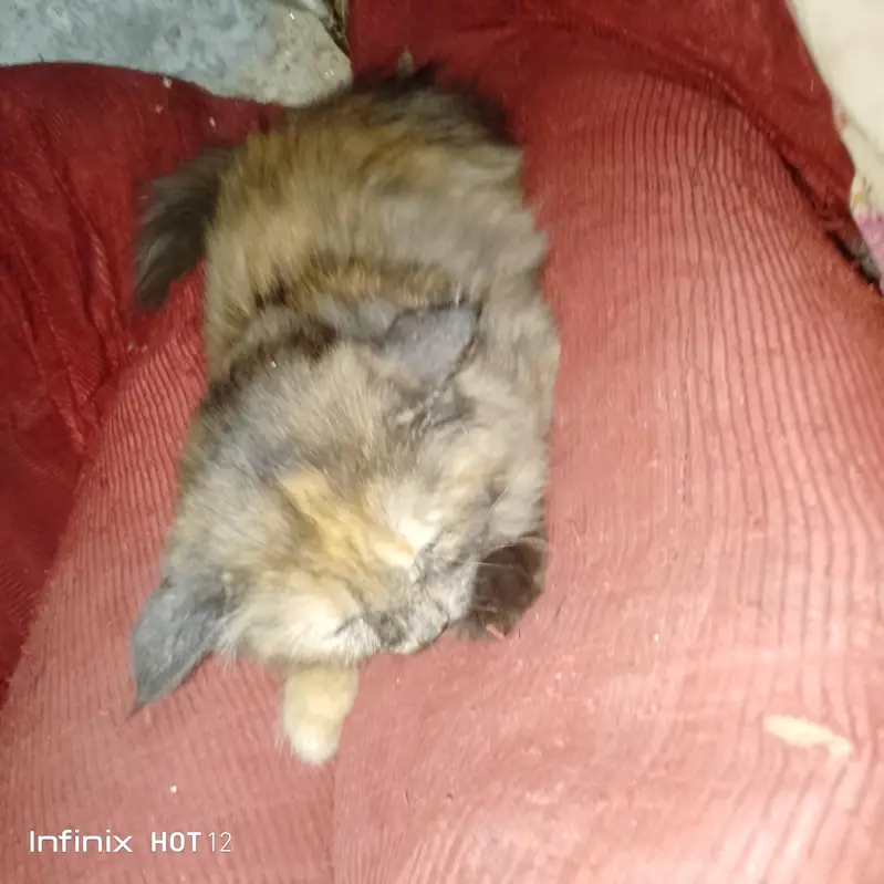 The beautiful Persian cat for sale — photo 4