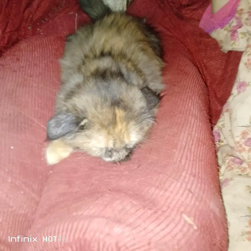 The beautiful Persian cat for sale — photo 5