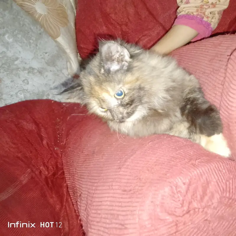 The beautiful Persian cat for sale — photo 6