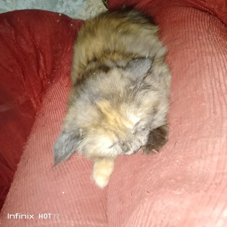 The beautiful Persian cat for sale — photo 7
