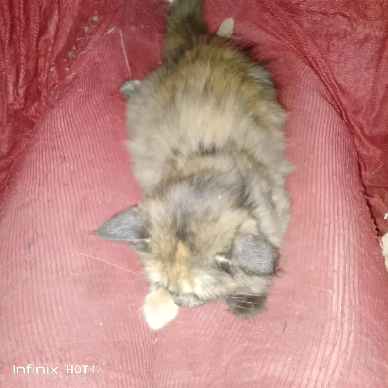 The beautiful Persian cat for sale — photo 8