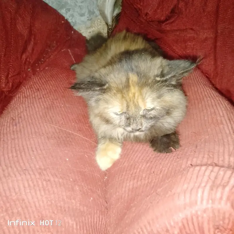 The beautiful Persian cat for sale — photo 9