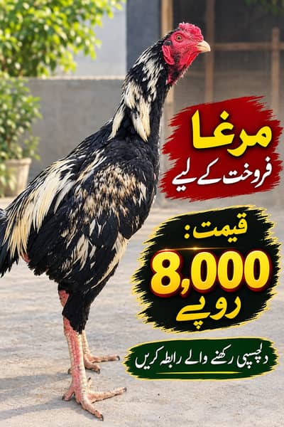 aseel menawali