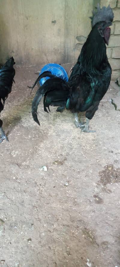Ayam cemani grey tongue breeder pair available for sale
