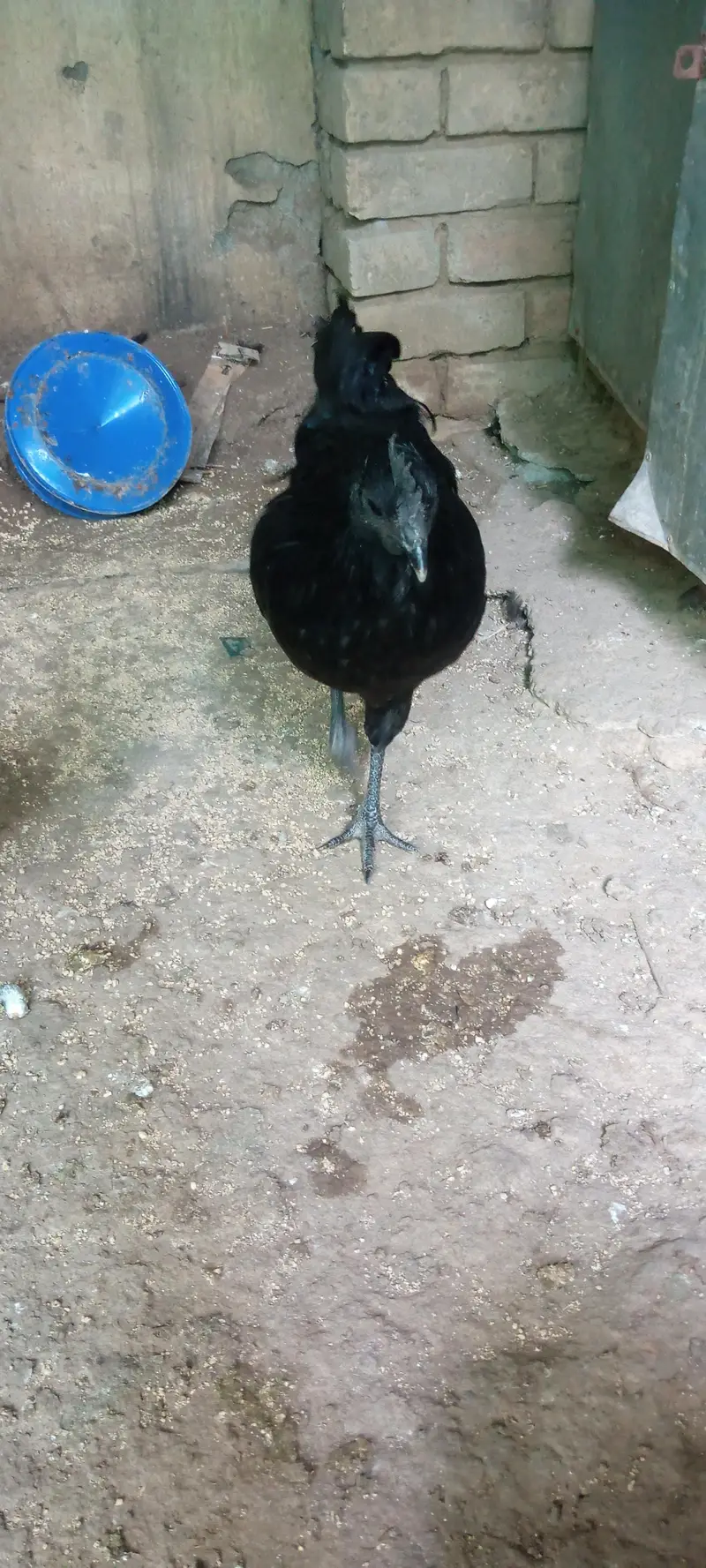 Ayam cemani grey tongue breeder pair available for sale — photo 2