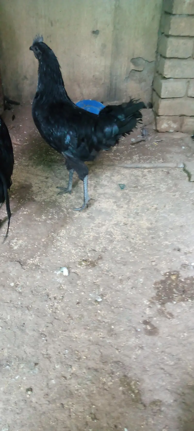 Ayam cemani grey tongue breeder pair available for sale — photo 3