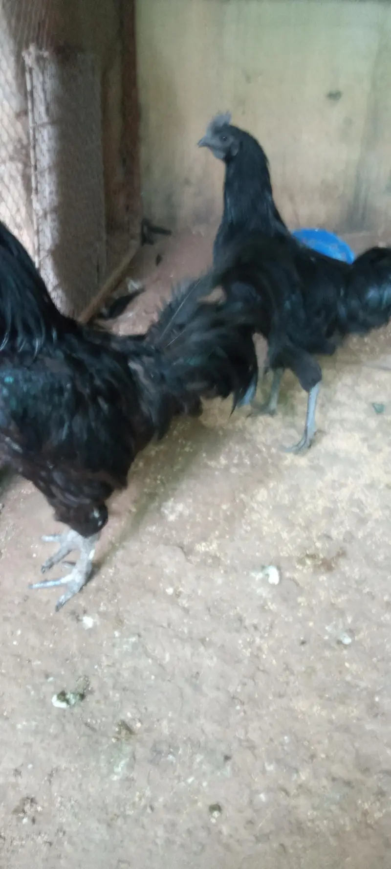 Ayam cemani grey tongue breeder pair available for sale — photo 4
