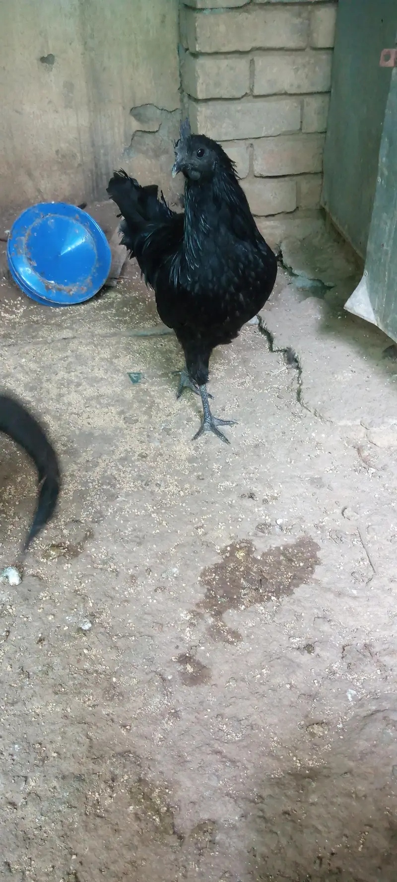 Ayam cemani grey tongue breeder pair available for sale — photo 5