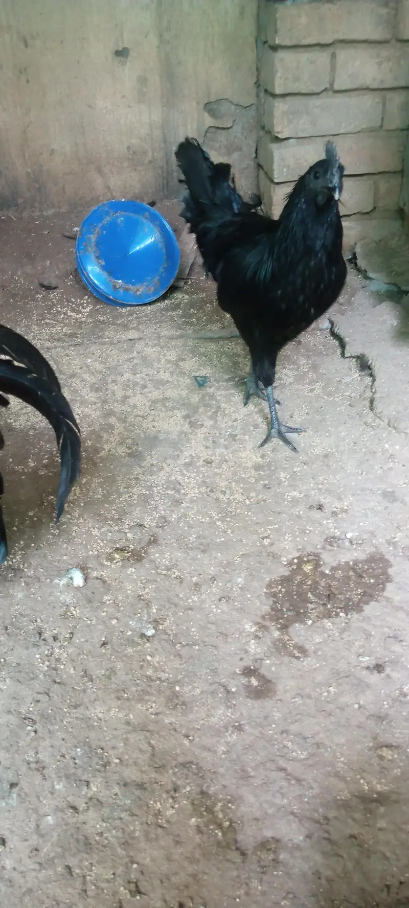 Ayam cemani grey tongue breeder pair available for sale — photo 6
