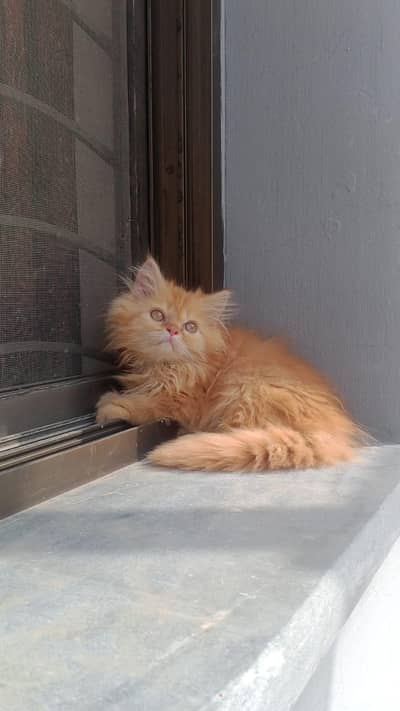 Persian Cat Kittens | Healthy & Playful | Lahore