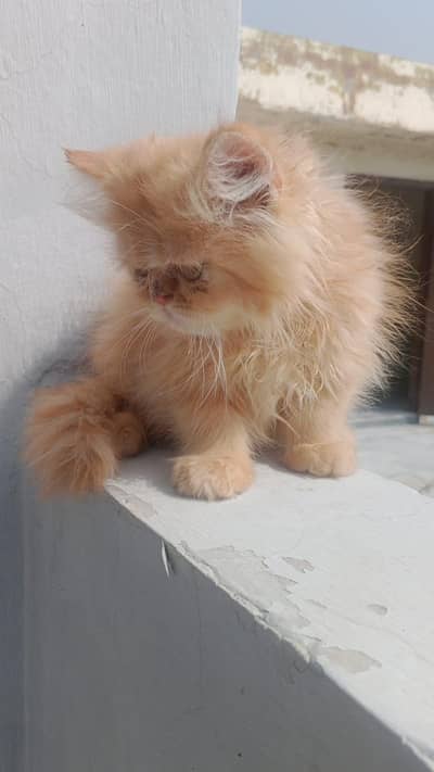 Persian Cat Kittens | Healthy & Playful | Lahore