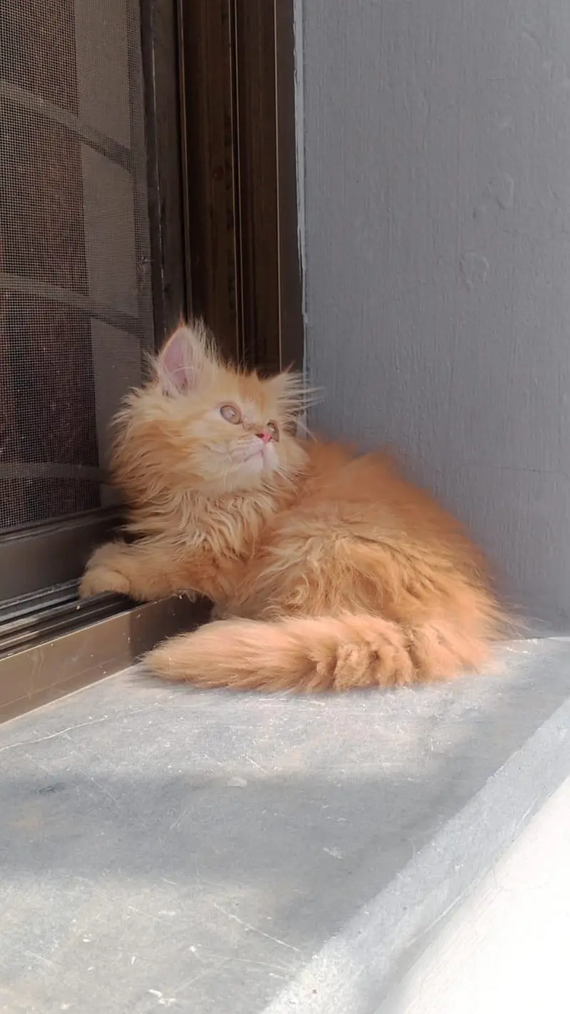 Persian Cat Kittens | Healthy & Playful | Lahore — photo 3
