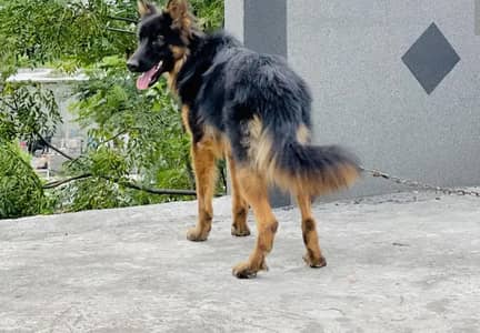 single coat German shepherd  0305 6037569