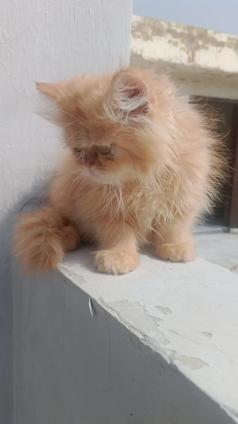 Persian Kittens for Sale | White & Fluffy | Lahore — photo 2