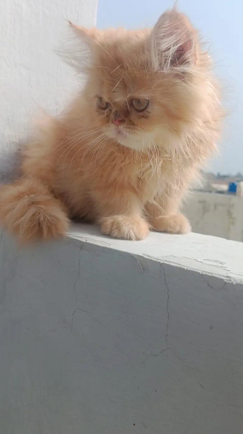 Persian Kittens for Sale | White & Fluffy | Lahore — photo 3