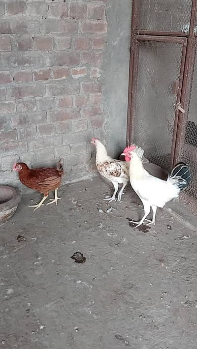 Golden misre pair for sale 03124499315 cntct nmb