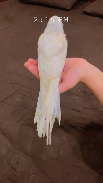 Cocktails Chick