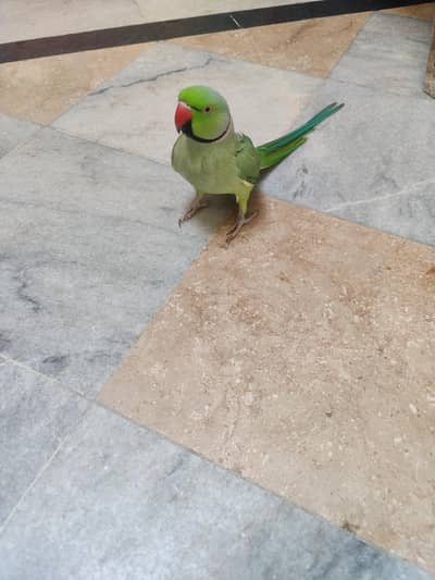 Male Parrot