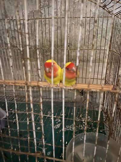 Lution breeder pair