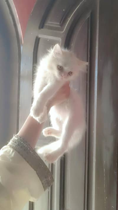 Persian Kitten for sale looking for new home