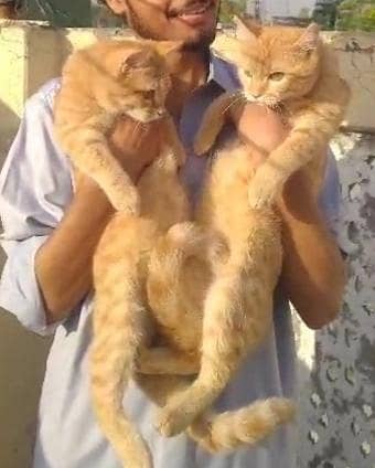 Russian cats 1
