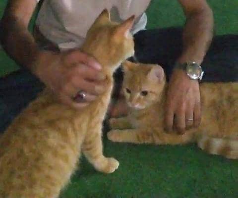 Russian cats 2