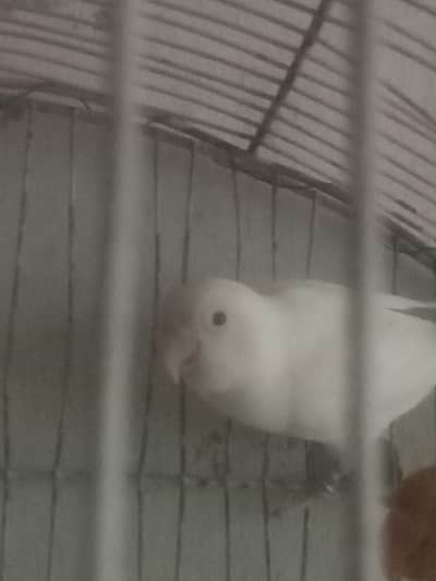 love birds