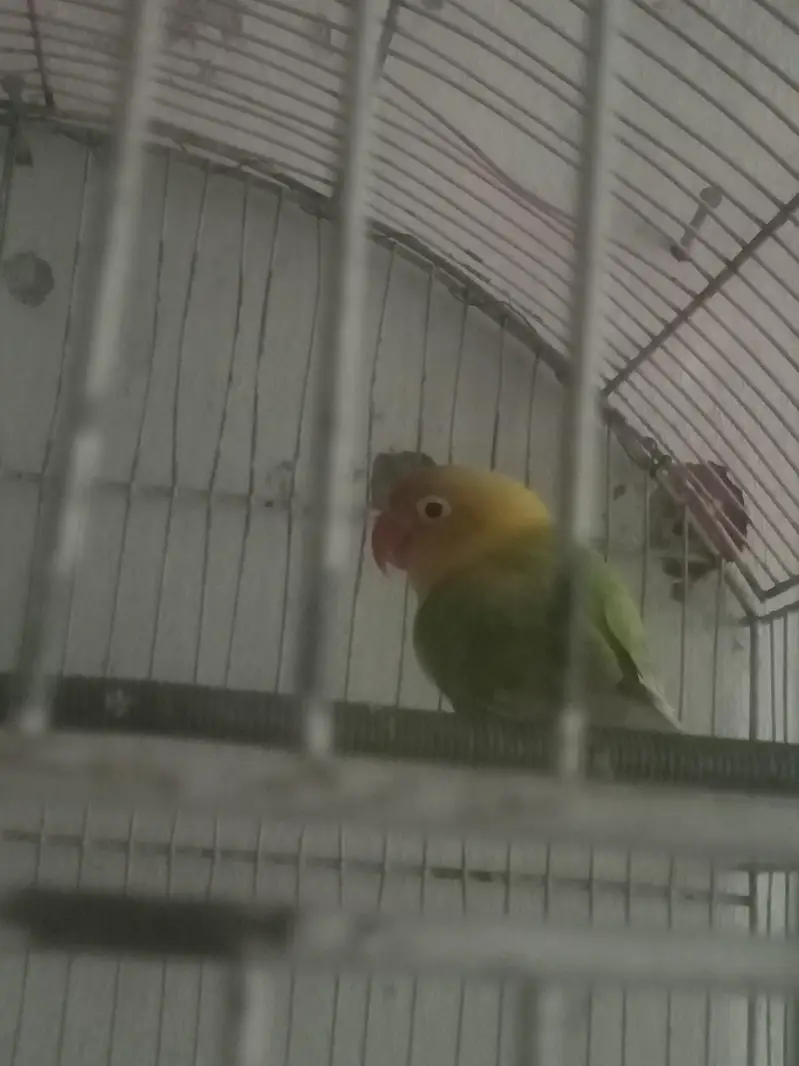 love birds — photo 4