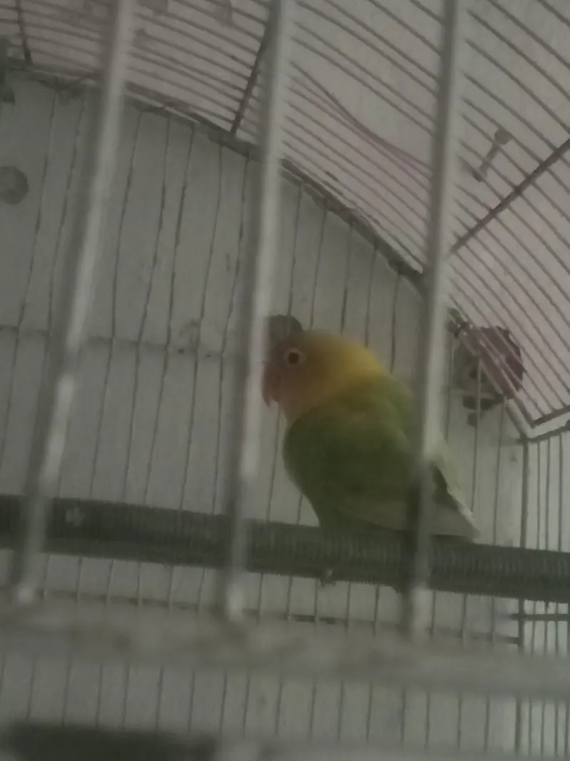 love birds — photo 12