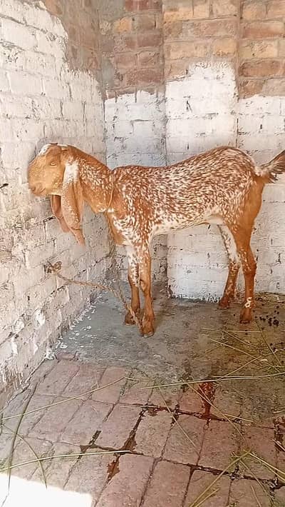 desi makhi cheeni bakri