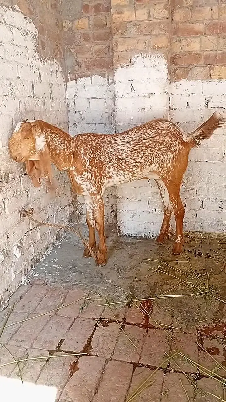 desi makhi cheeni bakri — photo 2