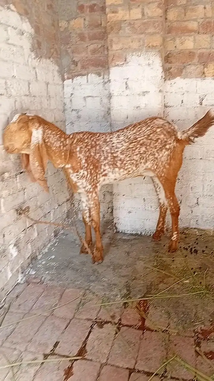 desi makhi cheeni bakri — photo 3
