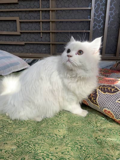Tripple coated Persian Male