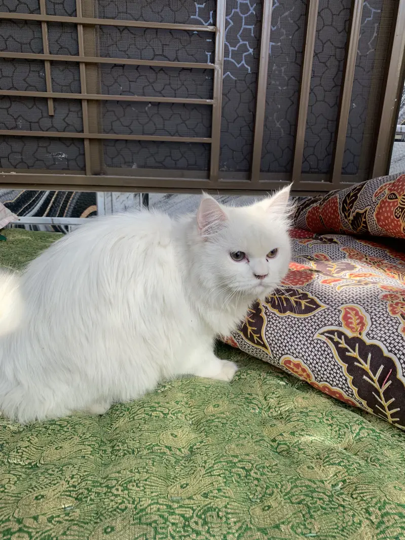 Tripple coated Persian Female — photo 2